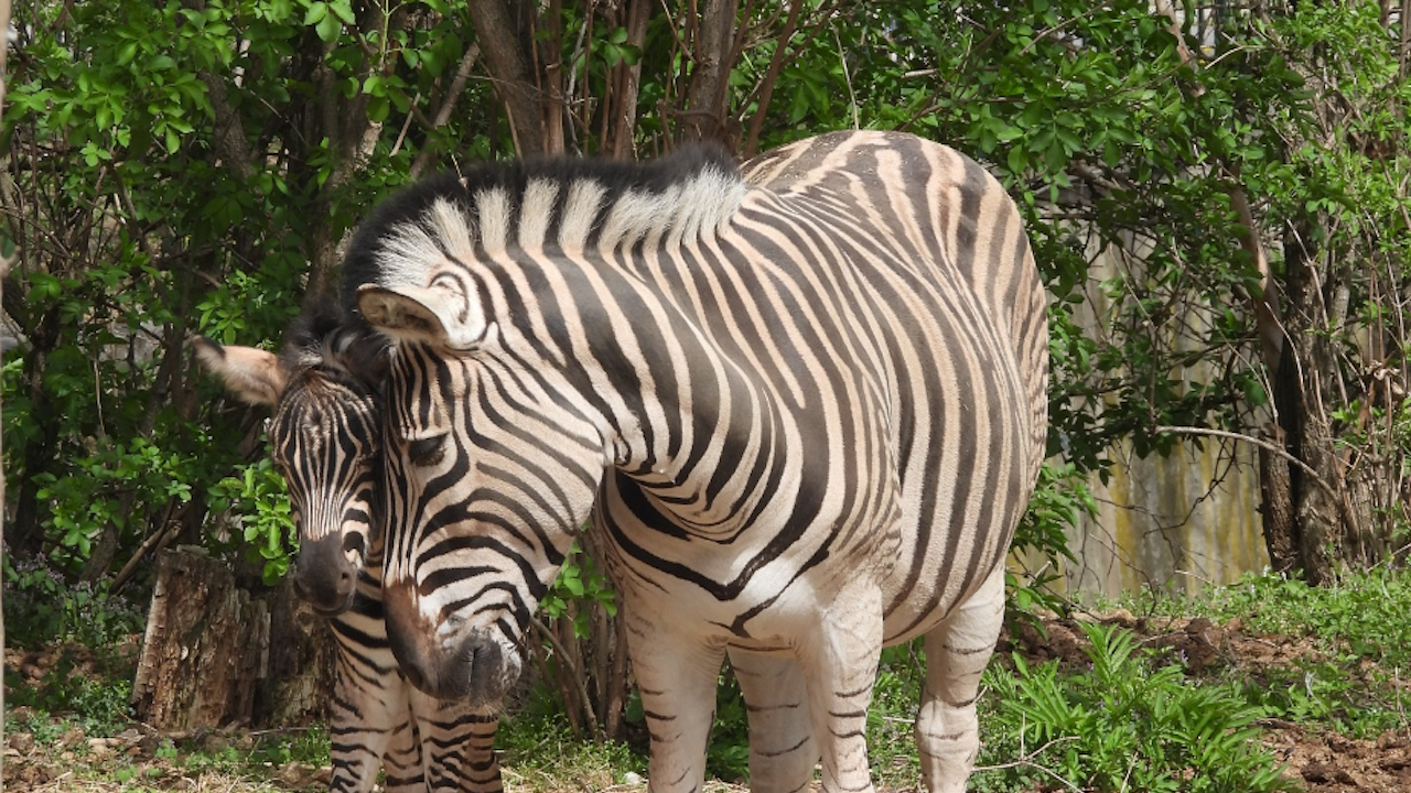 Бебе зебра се роди в Столичния зоопарк