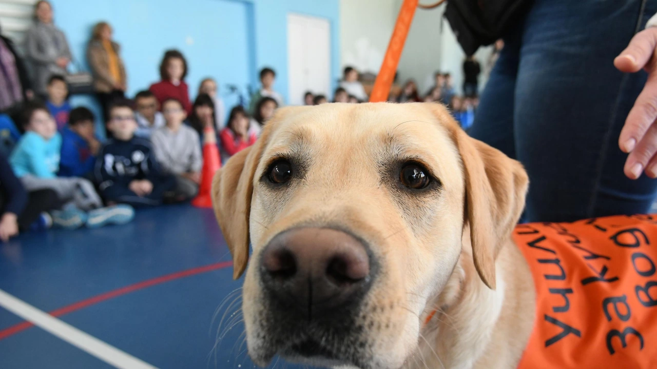 Международен обучителен курс за спасителни кучета се провежда в Банско