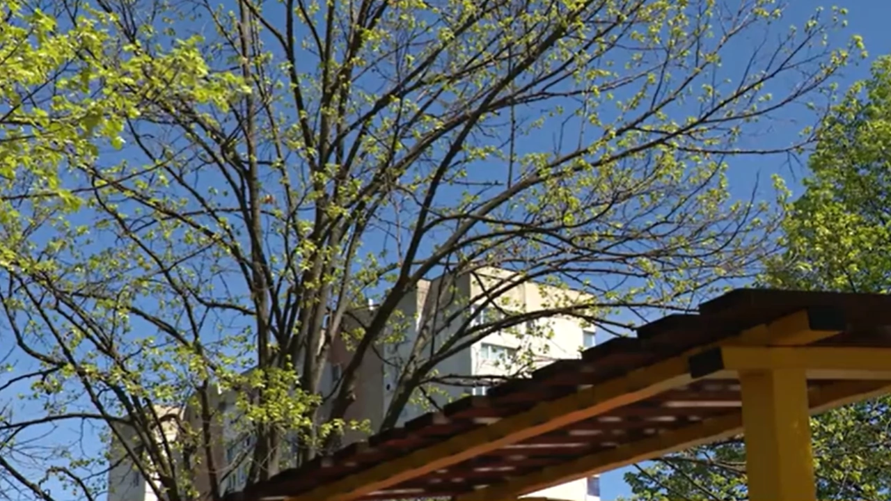 Опасно дърво притеснява жителите в столичния квартал Люлин Клони са паднали
