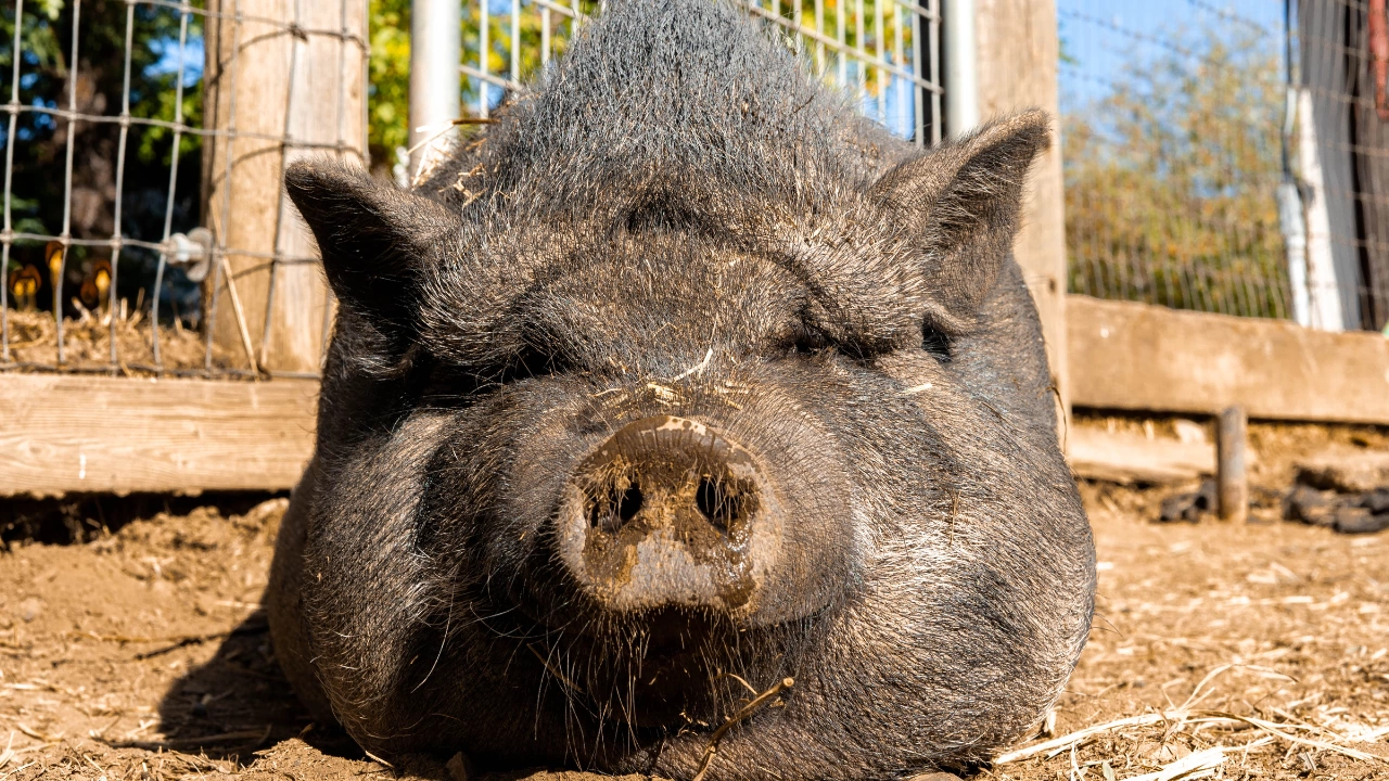Разпоредени са мерку срещу африканската чума по свинете в Невестинско