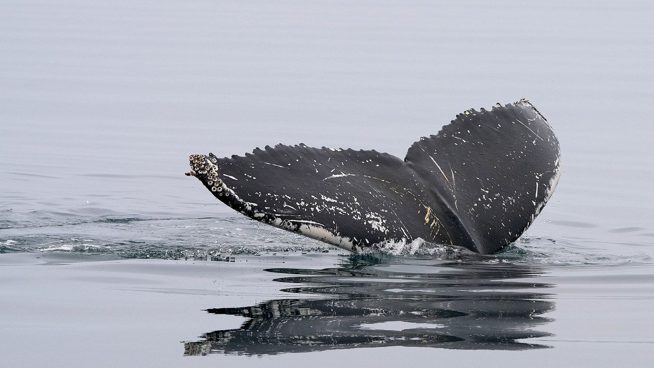 Екип от учени твърди, че успешно е комуникирал с кит