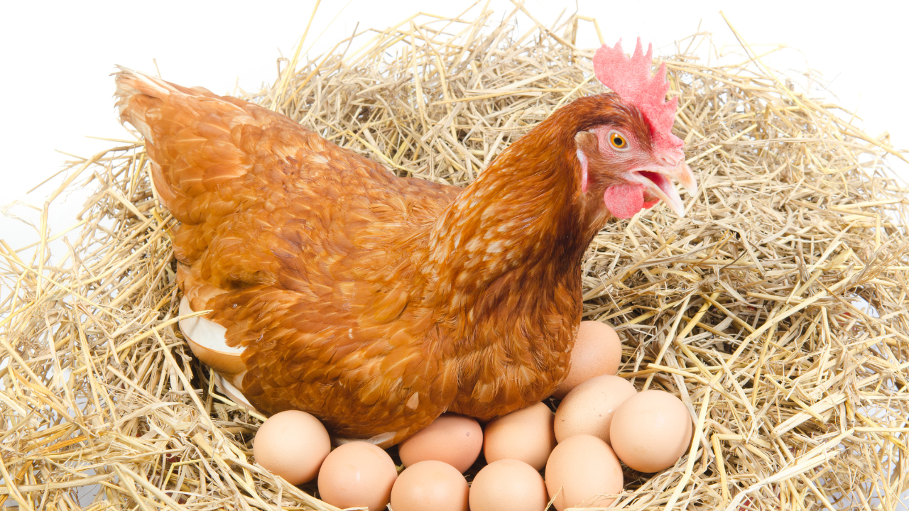 40% от кокошките носачки са засегнати от птичия грип