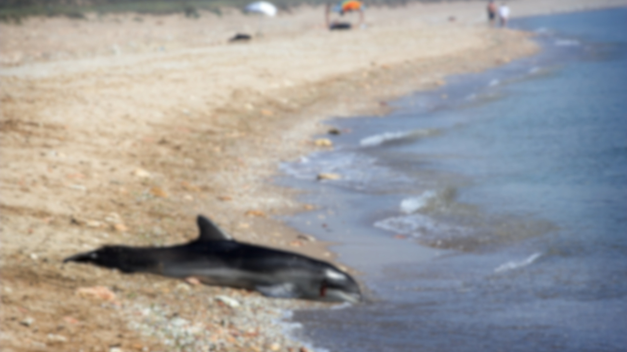 Зрители на нова сигнализираха за мъртви делфини на плажа в