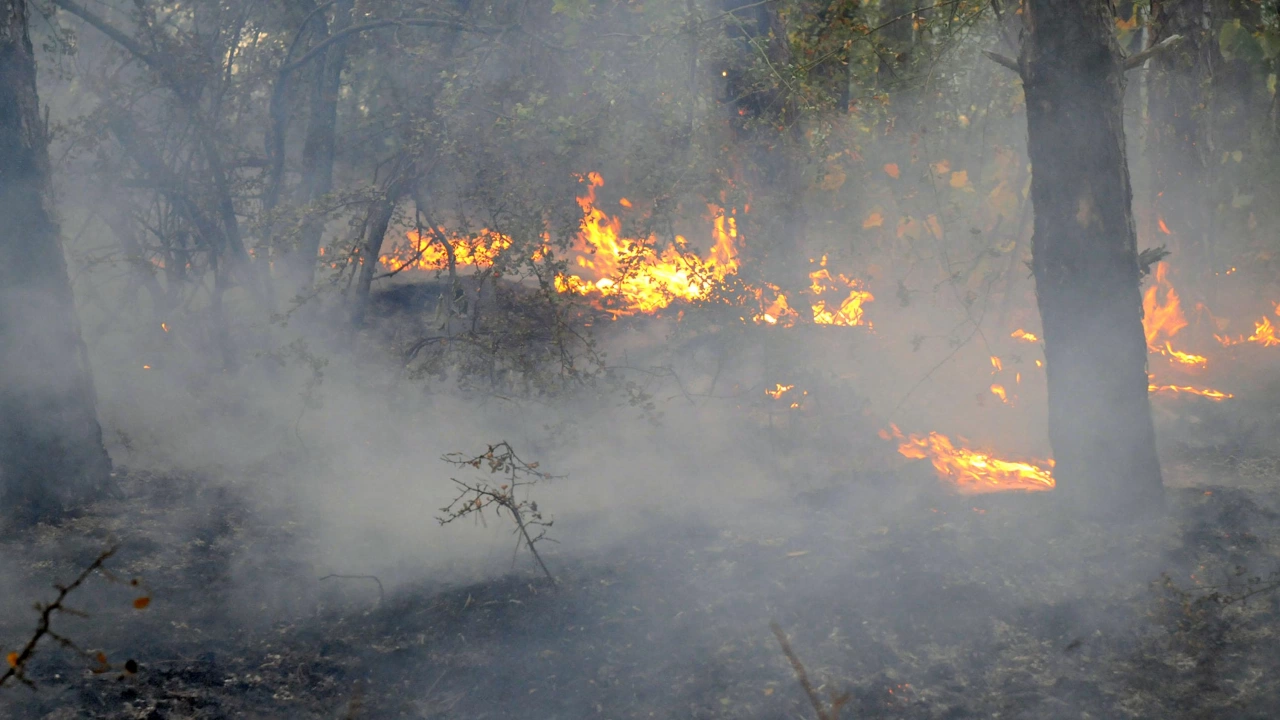 Пожар е възникнал в гориста местност между кварталите Илевци и