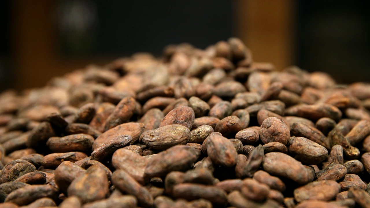 Цената на какаовите зърна на световните борси за пръв път