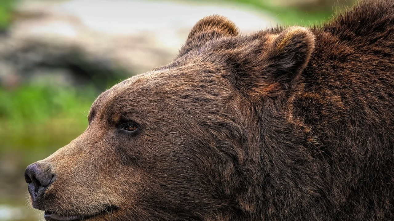 Туристка е била нападната от мечка в района на язовир