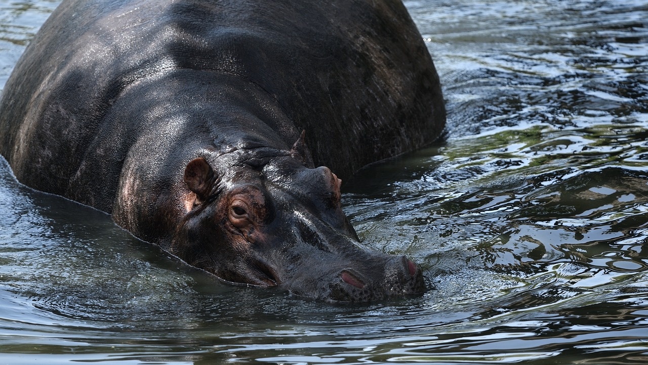 Женски хипопотам в зоопарка в Осака, Япония, е смятан за