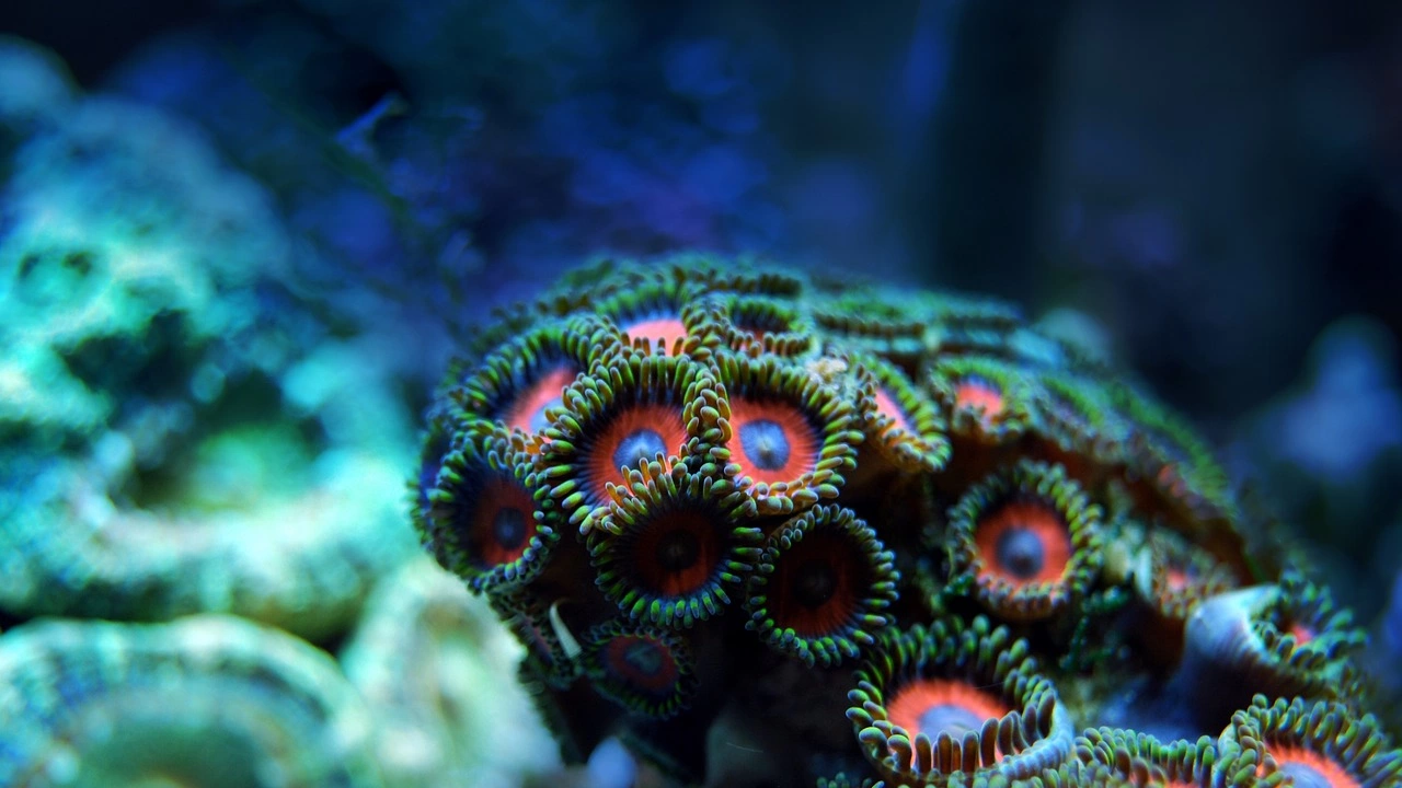 Водолази прехвърлиха успешно специално отгледани корали от Световната коралова консерватория