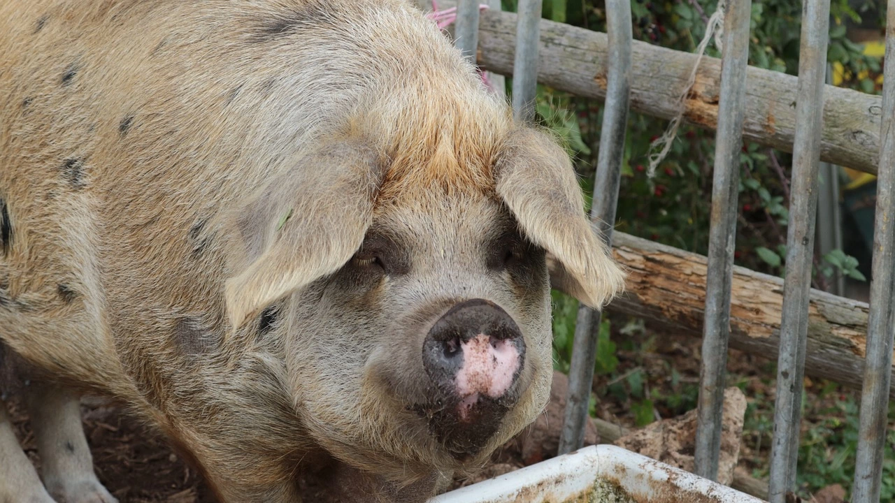 Първи случаи на африканска чума по свинете бяха регистрирани преди