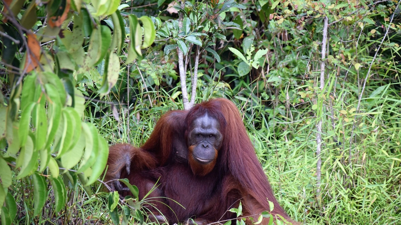 Орангутан е лекувал рана с тропическо растение последният пример
