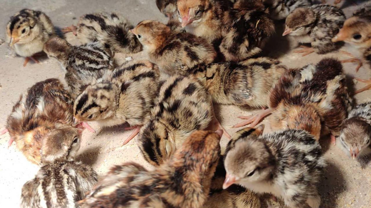 21 новоизлюпени птици са най-новите обитатели на зоопарка в Стара Загора
