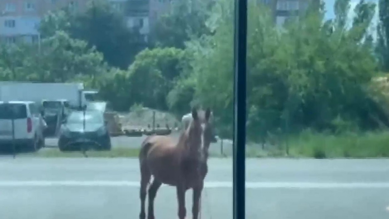 Какво се случва с коня, разбил витрина в София?