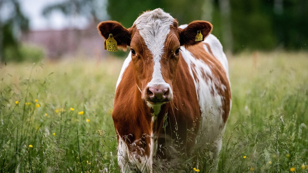 Установиха случай на "луда крава" в Шотландия