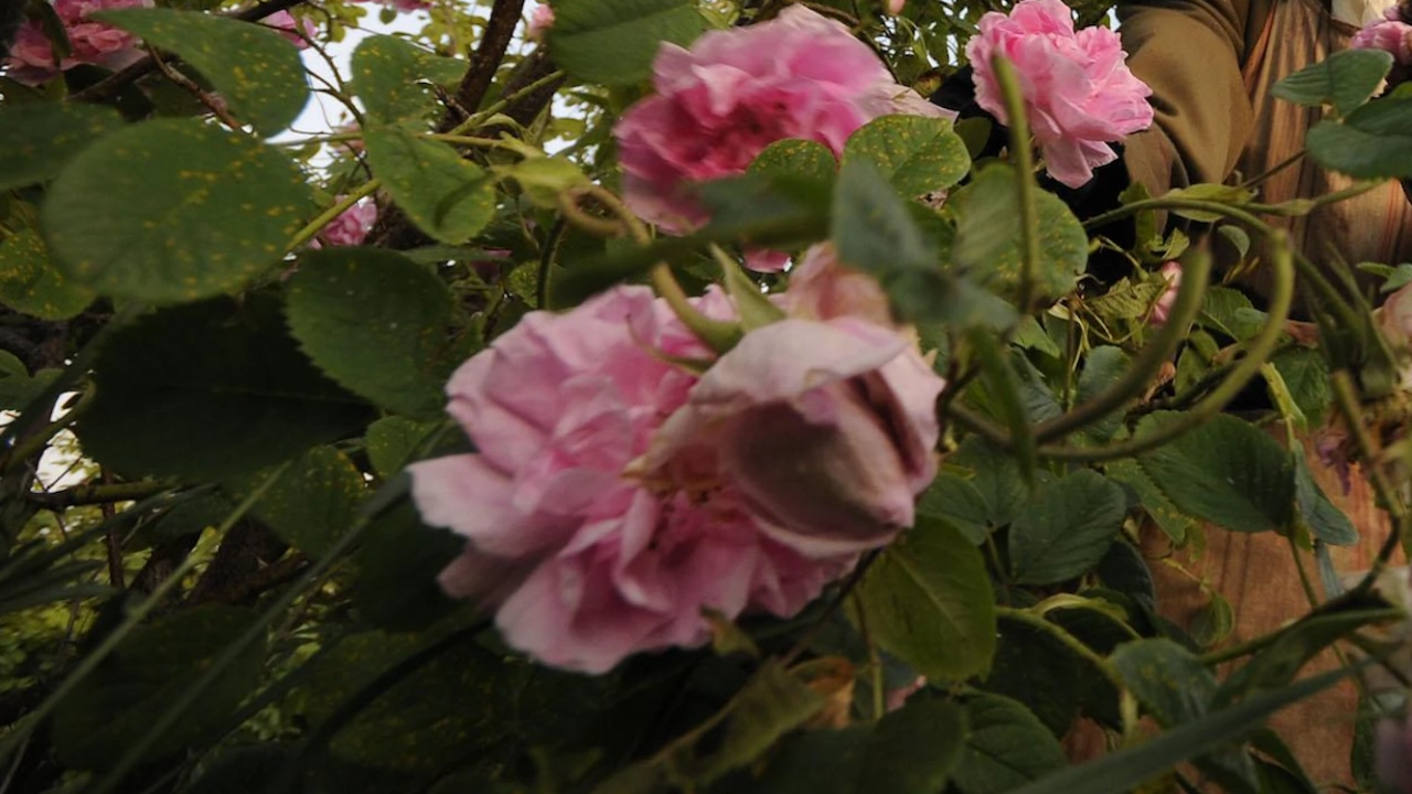 Тазгодишната кампания по прибирането на розов цвят изправя българските производители