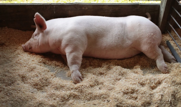 Адекватни ли са мерките на правителството за справяне с чумата по свинете?