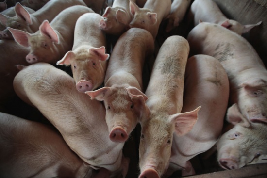 Информиран ли сте за последствията от разпространението на чумата по свинете?