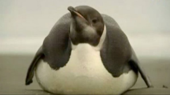 Императорски пингвин изплува на плаж в Нова Зеландия