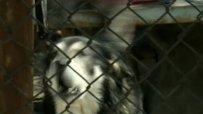 "Четири лапи" разкри нелегален канал за продажба на животни