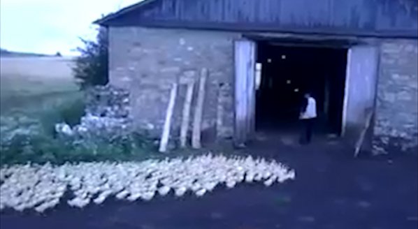 Руски фермер строява патици