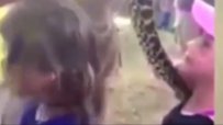 Питон се заплете в косите на 5-годишно момиченце