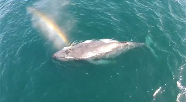 Дрон засне кит, който киха дъга