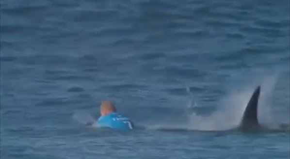 Акула нападна световен шампион по сърф