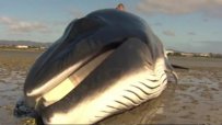 Доброволци спасиха 8-метров кит, блокиран на плажа