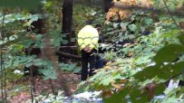 Паднало дърво уби мъж в Борисовата градина