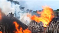 105 тона слонова кост изгориха в Кения