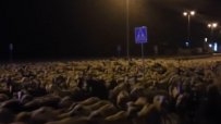 1000 овце нахлуха в испански град, овчарят заспал