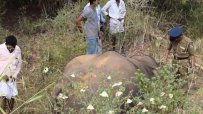 Влак уби слоница и трите й малки в Шри Ланка (18+)