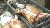 Търговците на риба отчетоха по-слабо търсене