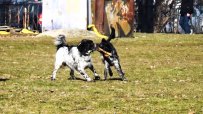Експерт: При среща с агресивно куче пазете гърба