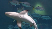 Турист се спаси от челюсти на акула край Филипините 