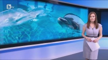 Делфинче почина в делфинариума във Варна по време на представление